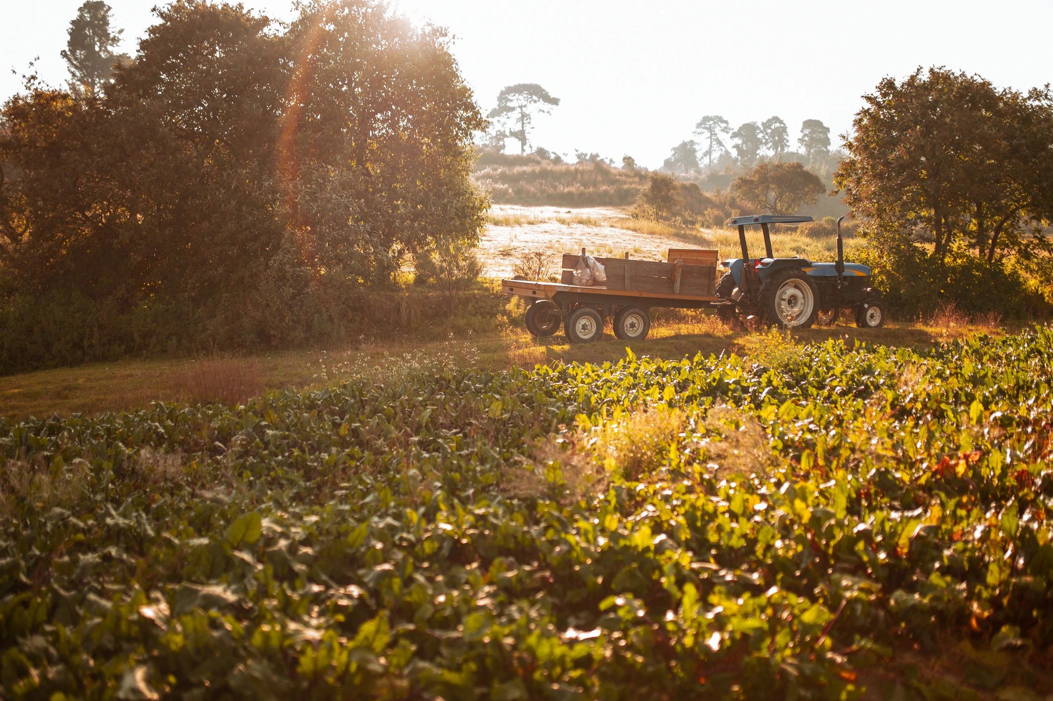 Agricultural products prepared for export and trade