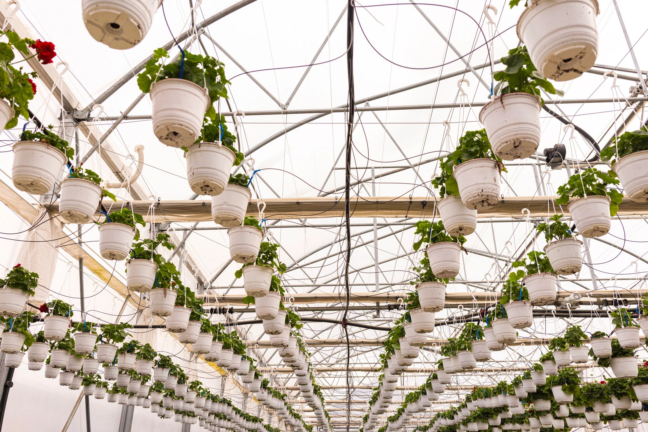 Controlled greenhouse agriculture for export produce